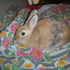 Kanin Nemo Min Pige.. <3