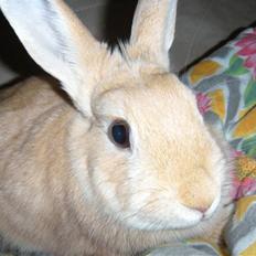 Kanin Nemo Min Pige.. <3