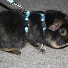 Marsvin Pjuske .RIP.<3