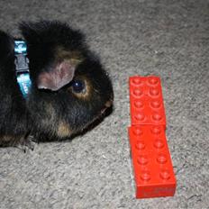 Marsvin Pjuske .RIP.<3