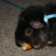 Marsvin Pjuske .RIP.<3