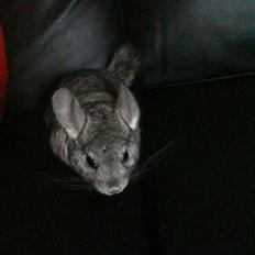 Chinchilla Chili