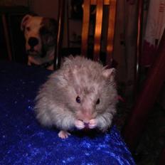 Hamster Malthes Numa Pompilius