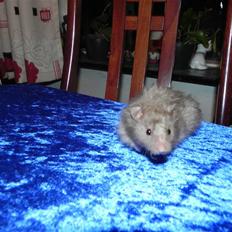 Hamster Malthes Numa Pompilius