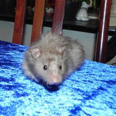 Hamster Malthes Numa Pompilius