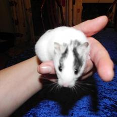 Hamster Loulou