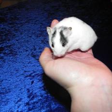 Hamster Loulou