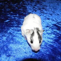 Hamster Loulou