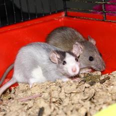 Tamrotte West Coast Chanel <3