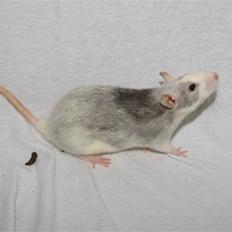 Tamrotte West Coast Chanel <3