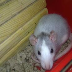 Tamrotte West Coast Chanel <3