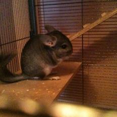 Chinchilla Simba