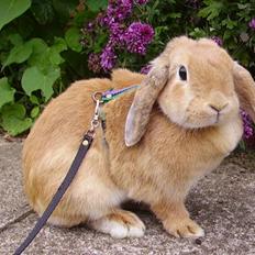 Kanin Wind's Blackear