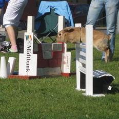 Kanin Wind's Blackear