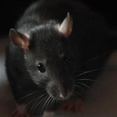 Tamrotte Artesia's Tifa