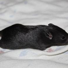 Tamrotte Artesia's Tifa