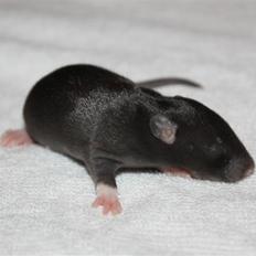 Tamrotte Artesia's Tifa