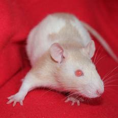 Tamrotte Artesia's Rikku