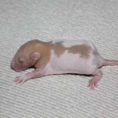 Tamrotte Artesia's Rikku