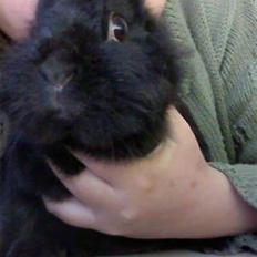 Kanin Team Super Gnaver Cocio