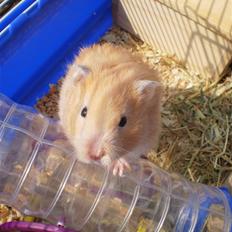 Hamster Prinsesse Mille *Sov sødt*