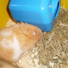 Hamster Prinsesse Mille *Sov sødt*