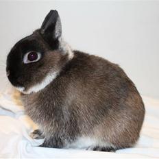 Kanin WII "Hermelin" *SOLGT*