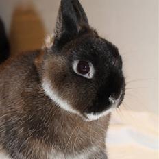 Kanin WII "Hermelin" *SOLGT*