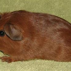 Marsvin Rikki - RIP 2015