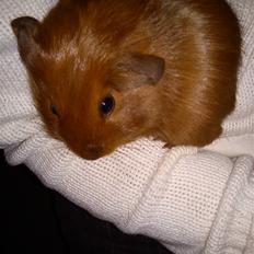 Marsvin Rikki - RIP 2015