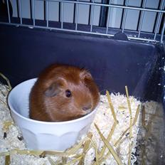 Marsvin Rikki - RIP 2015