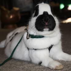 Kanin Team Winther`s Spidermann  <3 R.I.P.