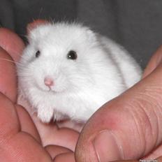 Hamster Freja