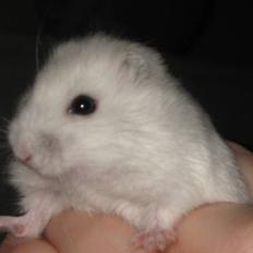 Hamster Freja