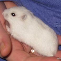Hamster Freja