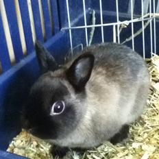 Kanin Mercedes "hermelin"