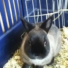 Kanin Mercedes "hermelin"