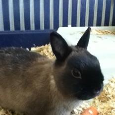 Kanin Mercedes "hermelin"