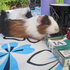 Marsvin Milka *MælkeChokolade*