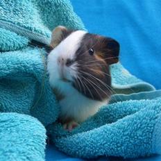 Marsvin Milka *MælkeChokolade*