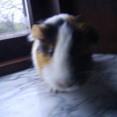 Marsvin Milka *MælkeChokolade*