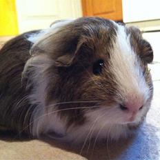 Marsvin Dexter Von Fancy