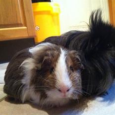 Marsvin Dexter Von Fancy