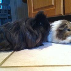 Marsvin Dexter Von Fancy