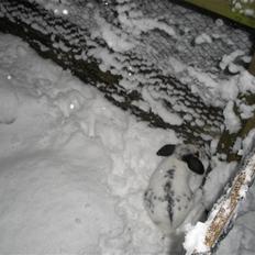 Kanin Kommissær Barnaby