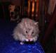 Hamster Malthes Numa Pompilius