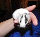 Hamster Loulou
