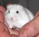 Hamster Freja