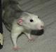 Tamrotte Mellieha Cullinan I*RIP*