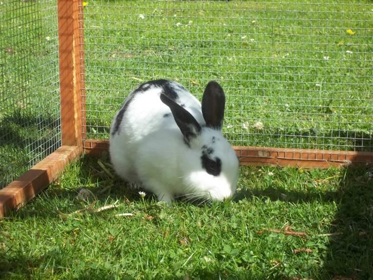 Kanin Stald trekløvers Plet  - Velkommen ;-) billede 2